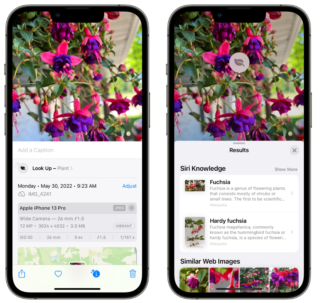 杨浦苹果手机维修分享小技巧：使用 iPhone 相机识别花卉植物 